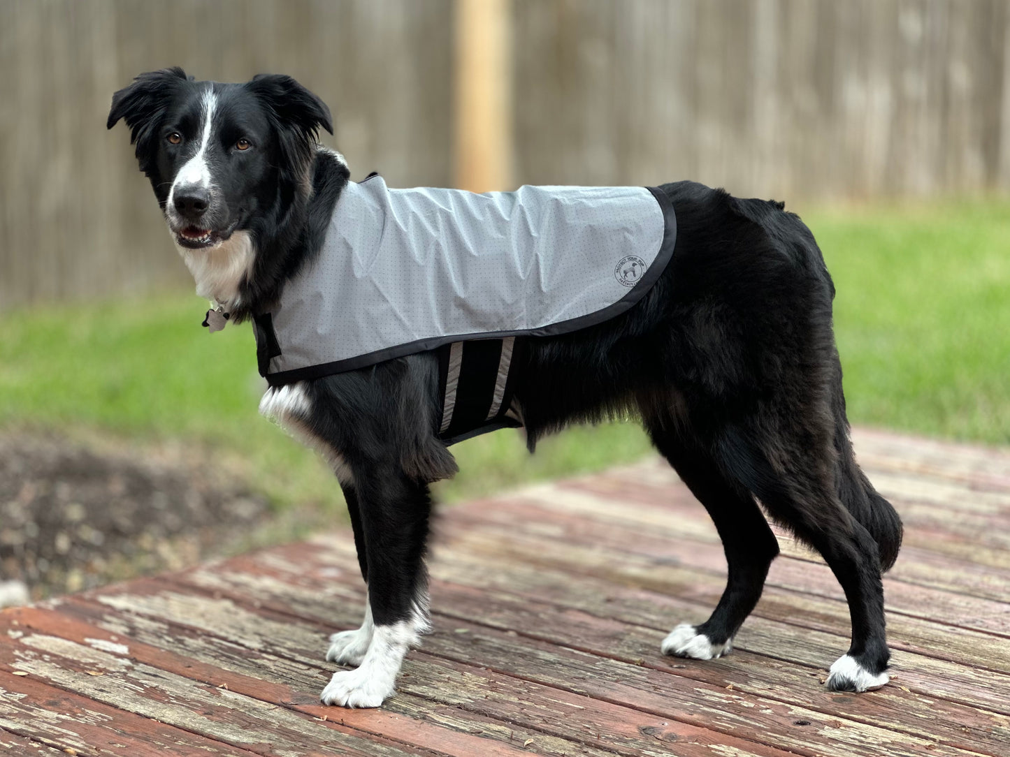 reflective dog jacket
