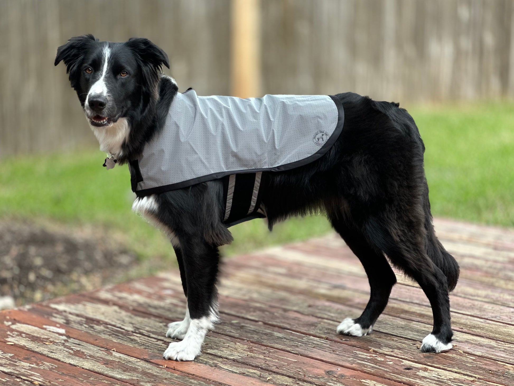 reflective dog jacket