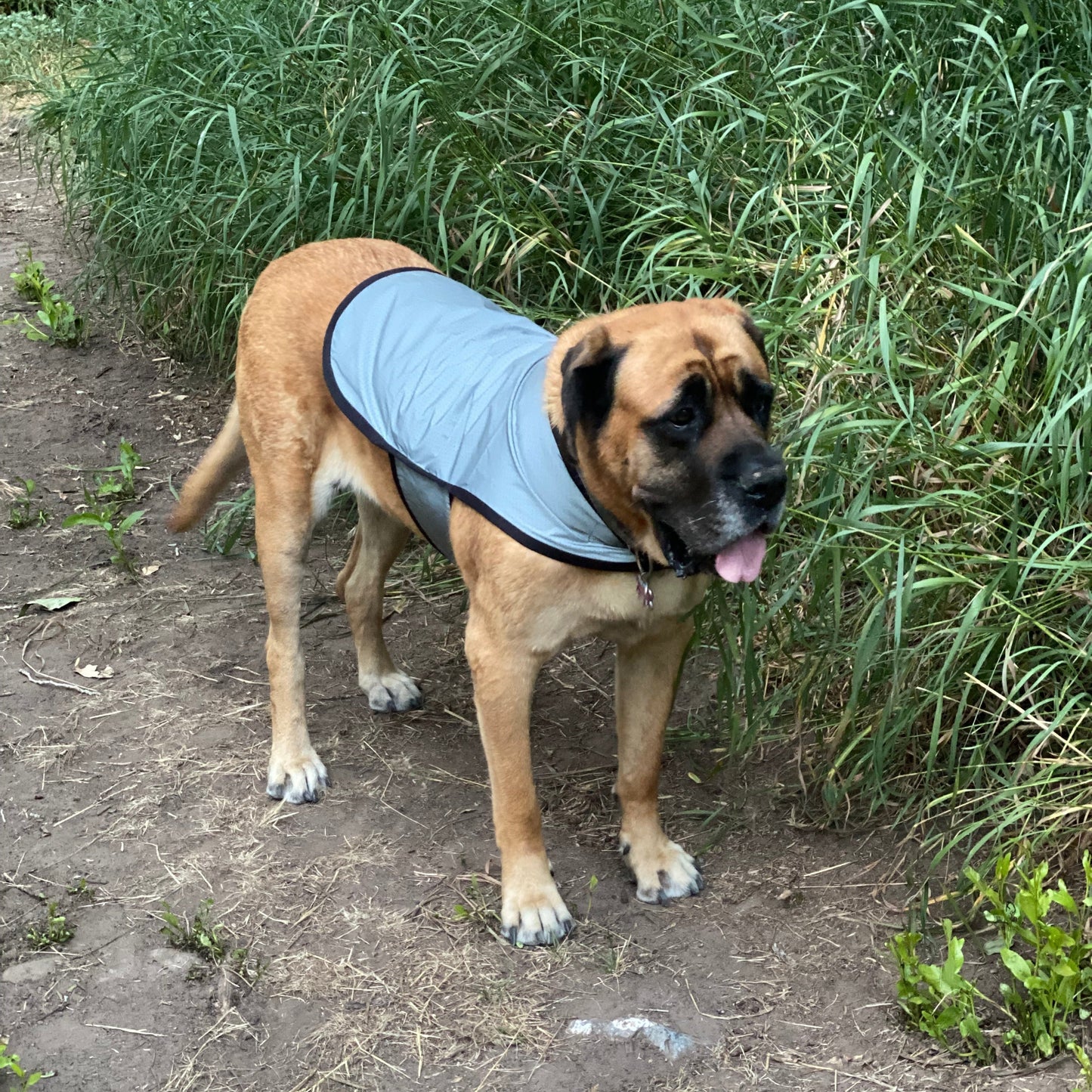 Reflective Mesh Dog Jacket