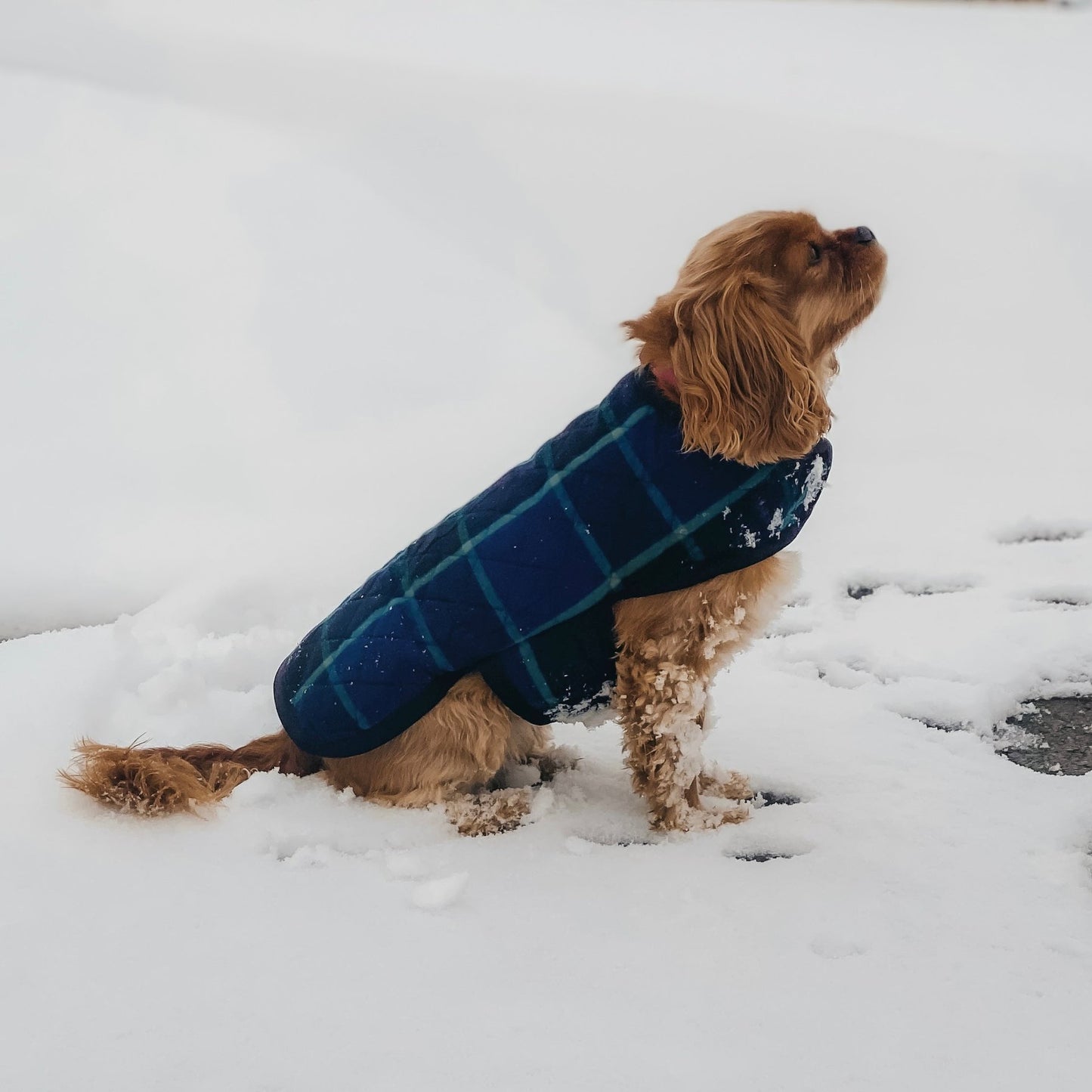 Reflective Insulated Dog Jacket
