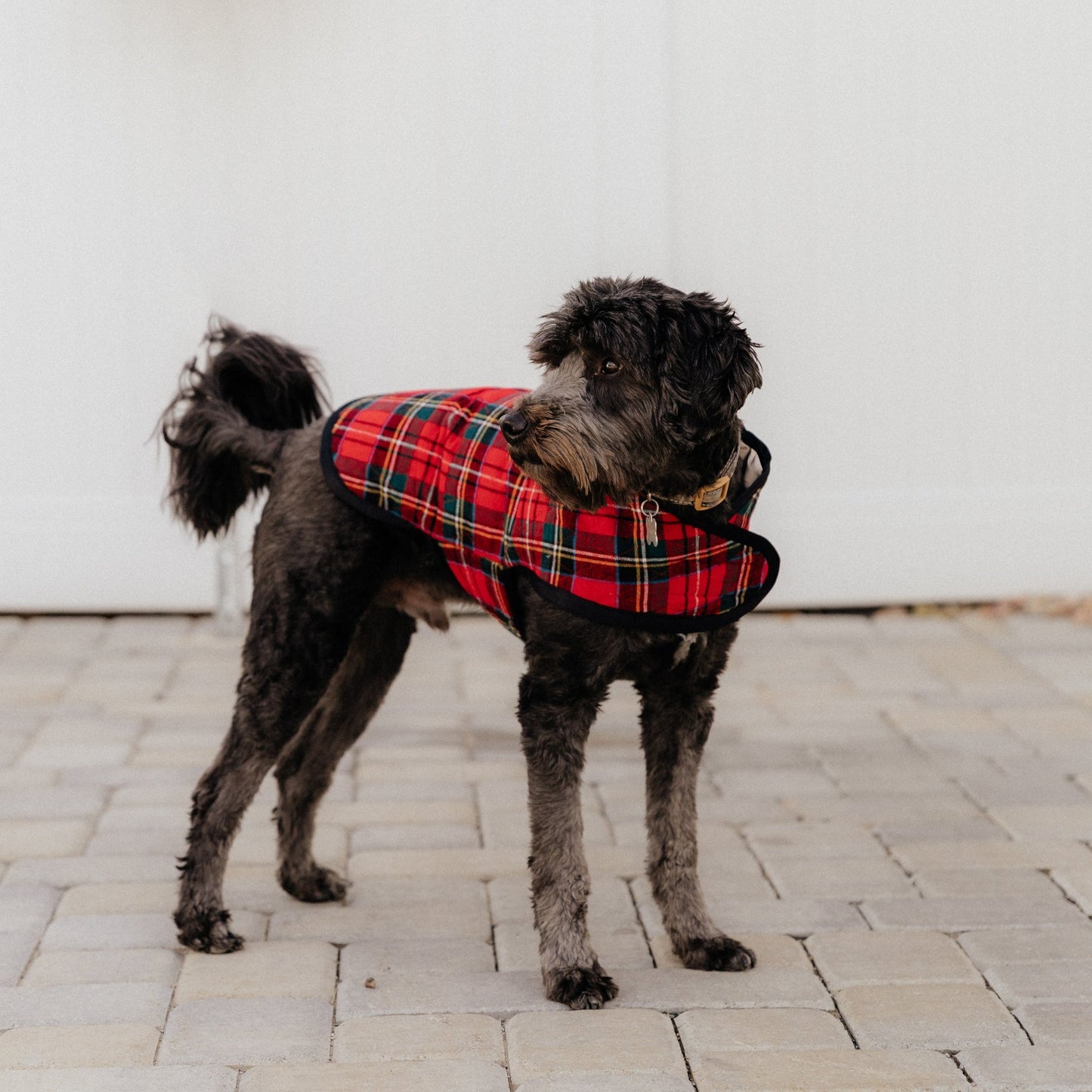 Reflective Insulated Dog Jacket