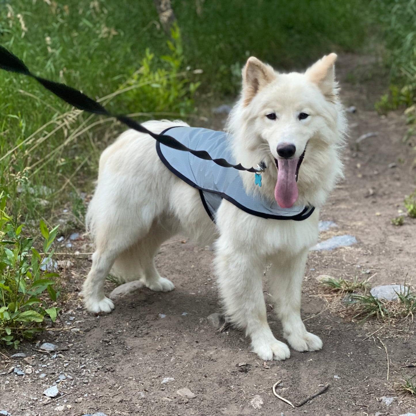 Reflective Mesh Dog Jacket